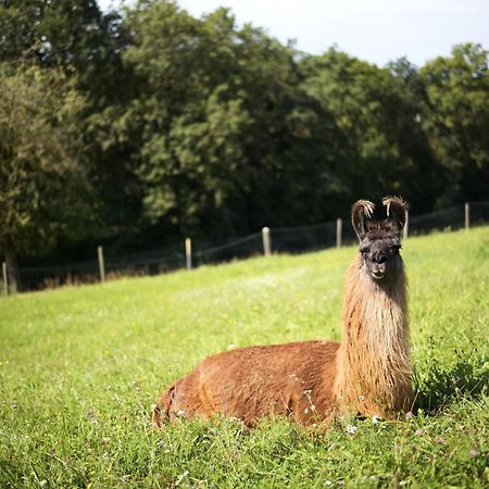 Getreidekasten Auf Einer Lamafarm Oberndorf an der Melk エクステリア 写真