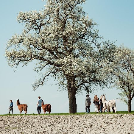 Getreidekasten Auf Einer Lamafarm Oberndorf an der Melk エクステリア 写真
