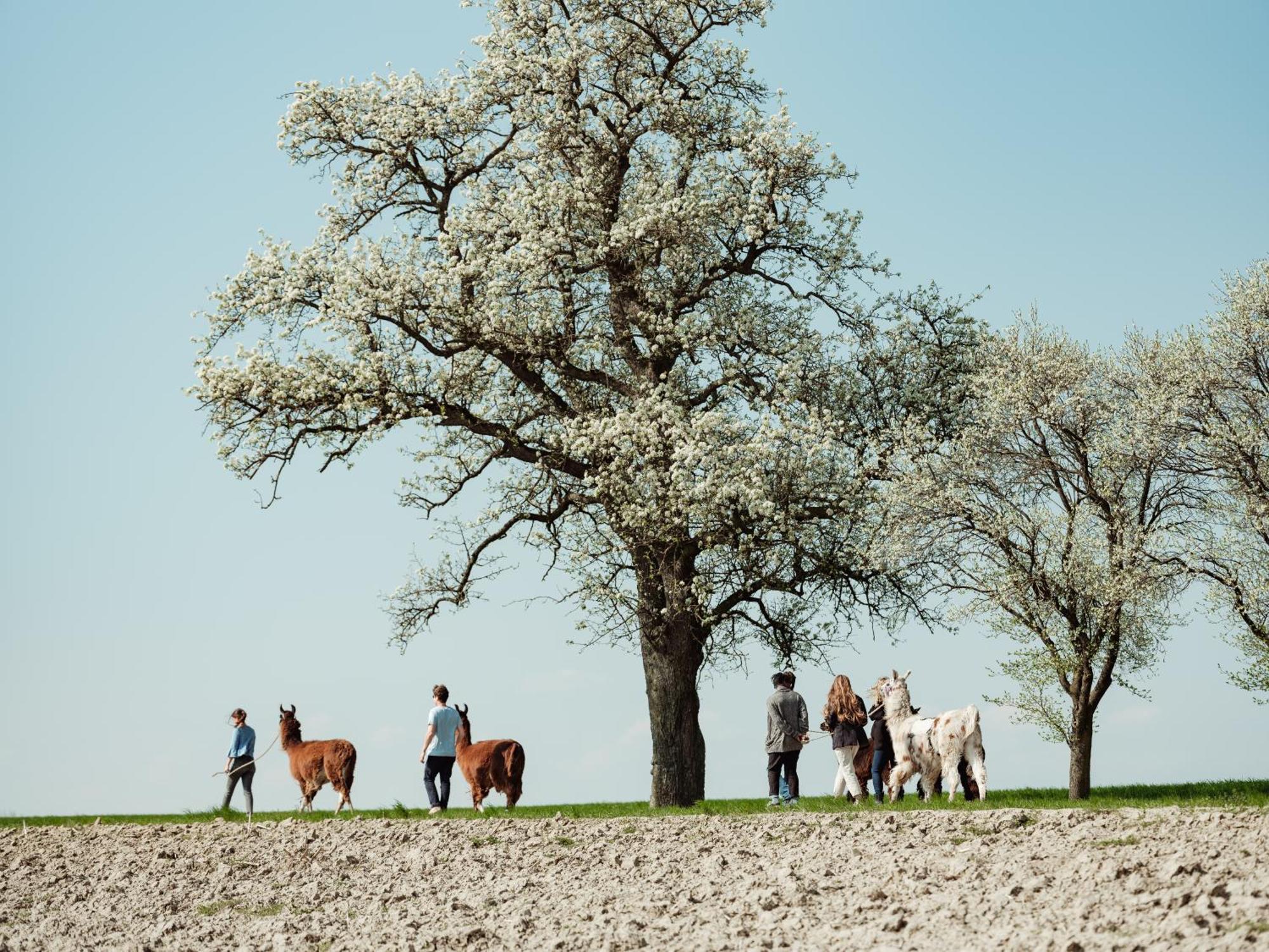 Getreidekasten Auf Einer Lamafarm Oberndorf an der Melk エクステリア 写真